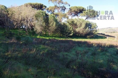 Farm i Torres Vedras, Lisbon, Torres Vedras - € 385.000 | Ref: 1773/TRV/JB - foto 28