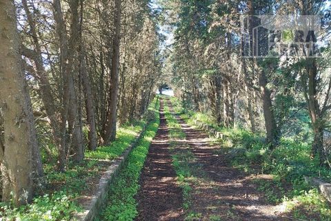Farm i Torres Vedras, Lisbon, Torres Vedras - € 385.000 | Ref: 1773/TRV/JB - foto 30