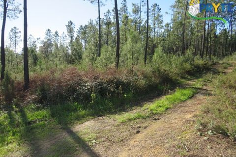 Helårsgrund i Serta, Castelo Branco, Serta - € 12.000 | Ref: VF283 - foto 5