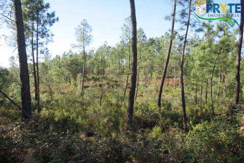 Helårsgrund i Serta, Castelo Branco, Serta - € 12.000 | Ref: VF283 - foto 6