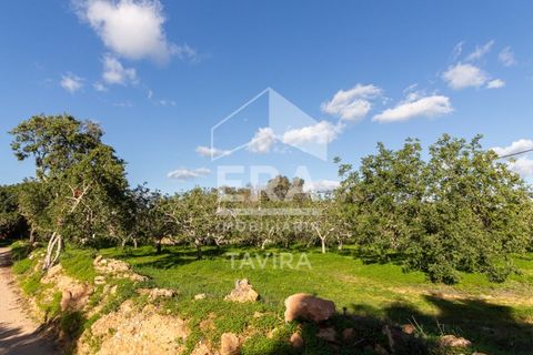 Helårsgrund i Moncarapacho, Faro, Moncarapacho - € 50.000 | Ref: 125230137 - foto 9