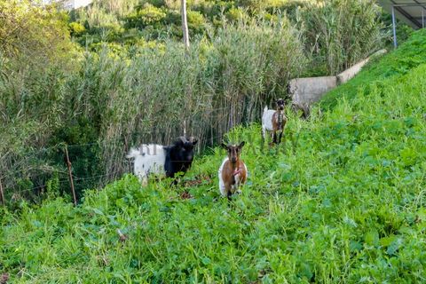 Farm i Setubal, Setubal, Setubal - € 3.100.000 | Ref: 8183 - foto 18