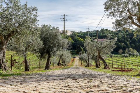 Farm i Setubal, Setubal, Setubal - € 3.100.000 | Ref: 8183 - foto 20