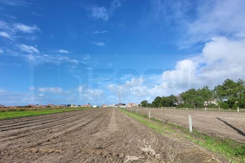 Helårsgrund i Vagos, Aveiro, Vagos - € 325.000 | Ref: AV23/228 - foto 4