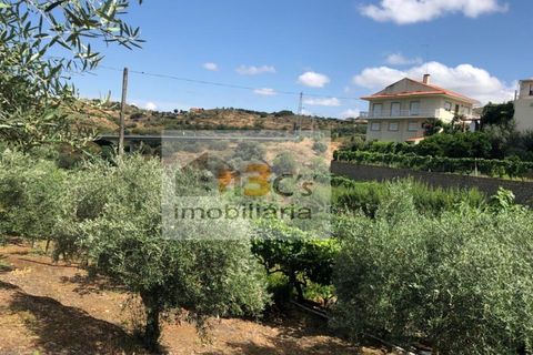 Farm i Torre de Moncorvo, Braganca, Torre de Moncorvo - € 110.000 | Ref: QUI_1410 - foto 10