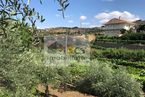 Farm i Torre de Moncorvo, Braganca, Torre de Moncorvo - € 110.000 | Ref: QUI_1410 - foto 16