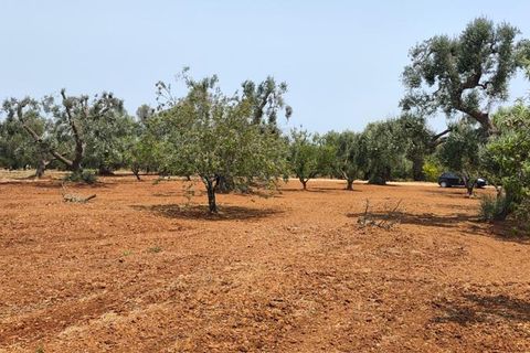 Helårsgrund i Ostuni, Brindisi, Ostuni - € 45.000 | Ref: 256 - foto 21