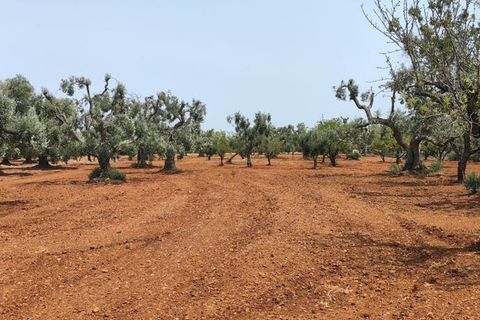 Helårsgrund i Ostuni, Brindisi, Ostuni - € 45.000 | Ref: 256 - foto 16