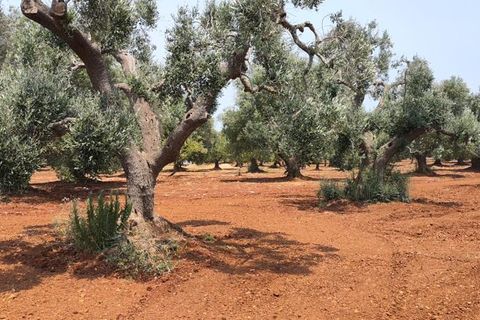 Helårsgrund i Ostuni, Brindisi, Ostuni - € 45.000 | Ref: 256 - foto 15