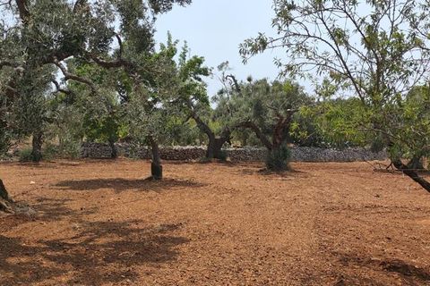 Helårsgrund i Ostuni, Brindisi, Ostuni - € 45.000 | Ref: 256 - foto 7