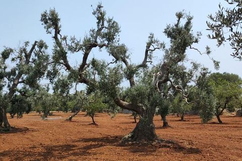 Helårsgrund i Ostuni, Brindisi, Ostuni - € 45.000 | Ref: 256 - foto 6