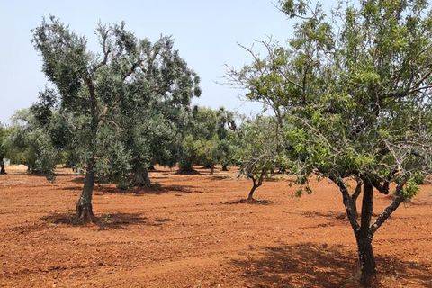 Helårsgrund i Ostuni, Brindisi, Ostuni - € 45.000 | Ref: 256 - foto 23