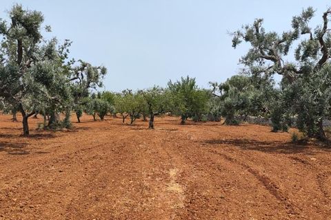 Helårsgrund i Ostuni, Brindisi, Ostuni - € 45.000 | Ref: 256 - foto 9