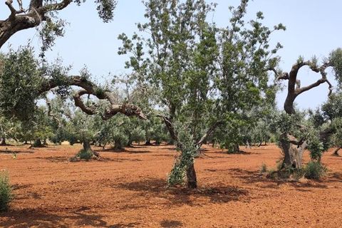 Helårsgrund i Ostuni, Brindisi, Ostuni - € 45.000 | Ref: 256 - foto 19