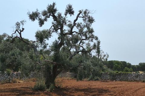 Helårsgrund i Ostuni, Brindisi, Ostuni - € 45.000 | Ref: 256 - foto 11
