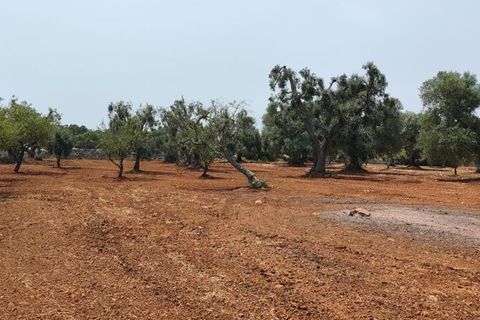 Helårsgrund i Ostuni, Brindisi, Ostuni - € 45.000 | Ref: 256 - foto 3