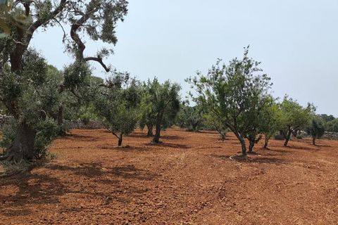 Helårsgrund i Ostuni, Brindisi, Ostuni - € 45.000 | Ref: 256 - foto 13