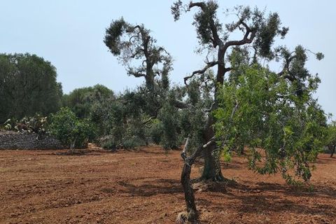 Helårsgrund i Ostuni, Brindisi, Ostuni - € 45.000 | Ref: 256 - foto 14