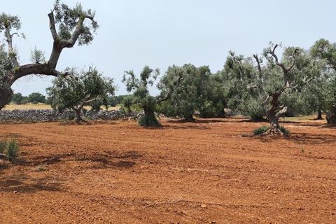 Helårsgrund i Ostuni, Brindisi, Ostuni - € 45.000 | Ref: 256 - foto 8