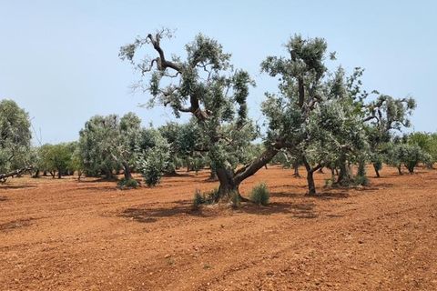 Helårsgrund i Ostuni, Brindisi, Ostuni - € 45.000 | Ref: 256 - foto 5
