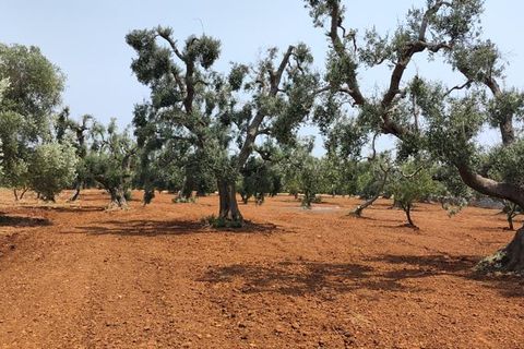 Helårsgrund i Ostuni, Brindisi, Ostuni - € 45.000 | Ref: 256 - foto 17