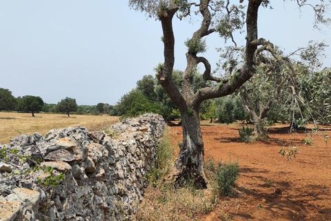 Helårsgrund i Ostuni, Brindisi, Ostuni - € 45.000 | Ref: 256 - foto 20