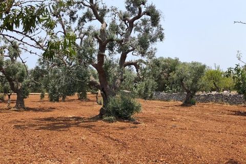 Helårsgrund i Ostuni, Brindisi, Ostuni - € 45.000 | Ref: 256 - foto 22