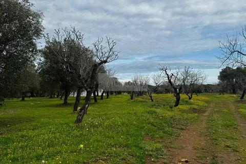 Landejendom i Carovigno, Brindisi, Carovigno - € 89.000 | Ref: tr3 trullo - foto 19