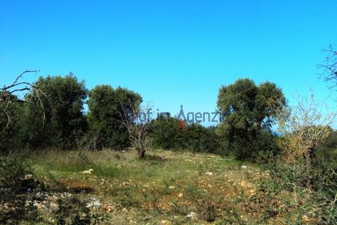Villa i Carovigno, Brindisi, Carovigno - € 350.000 | Ref: 121727 - foto 15