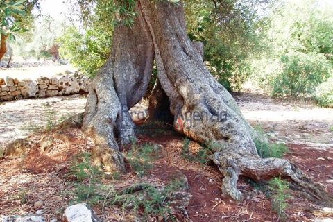 Villa i Carovigno, Brindisi, Carovigno - € 350.000 | Ref: 121727 - foto 18