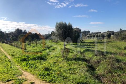 Helårsgrund i Olaia e Paco, Santarem, Olaia e Paco - € 33.000 | Ref: SAFTI:004383 - foto 30