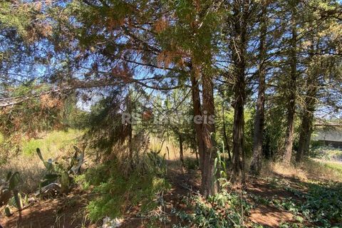 Helårsgrund i Tomar, Santarem, Tomar - € 120.000 | Ref: 01115-24 - foto 3