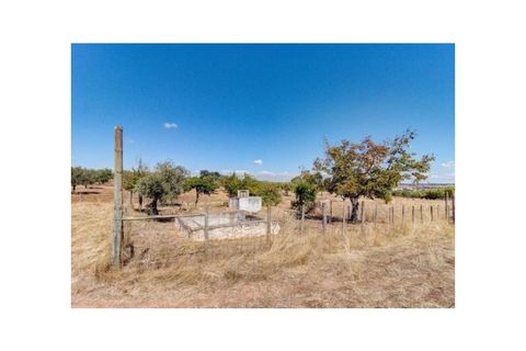 Farm i Monforte, Portalegre, Monforte - € 380.000 | Ref: MAS_291 - foto 24