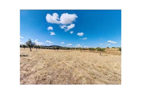 Farm i Monforte, Portalegre, Monforte - € 380.000 | Ref: MAS_291 - foto 49