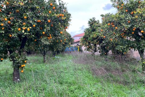 Farm hus i Alcains, Castelo Branco, Alcains - € 136.000 | Ref: 124008 - foto 4