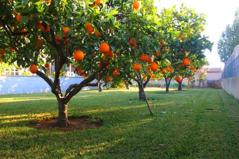 Villa a Bunyola, Mallorca, Bunyola - € 1.200.000 | Ref: C-C372 - foto 25