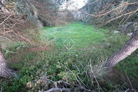 Terra a Alaior, Menorca, Alaior - € 165.000 | Ref: MEN47570 - foto 7