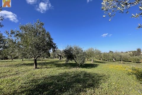Landejendom i Alberobello, Bari, Alberobello - € 448.000 | Ref: 103 - foto 50