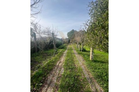 Farm i Ponte de Lima, Viana do Castelo, Ponte de Lima - € 950.000 | Ref: V020 - foto 7