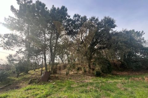 Farm i Ponte de Lima, Viana do Castelo, Ponte de Lima - € 950.000 | Ref: V020 - foto 15