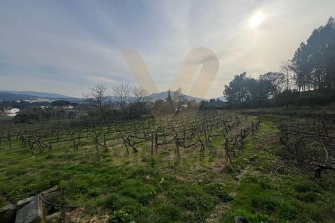 Farm i Ponte de Lima, Viana do Castelo, Ponte de Lima - € 950.000 | Ref: V020 - foto 17