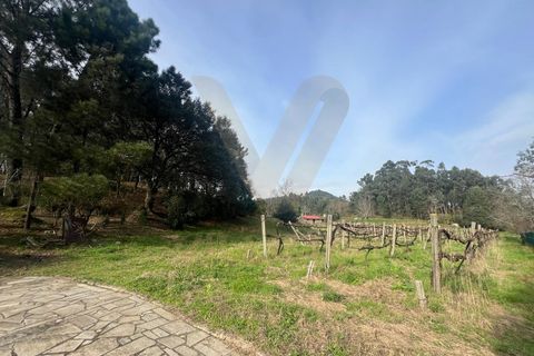 Farm i Ponte de Lima, Viana do Castelo, Ponte de Lima - € 950.000 | Ref: V020 - foto 18