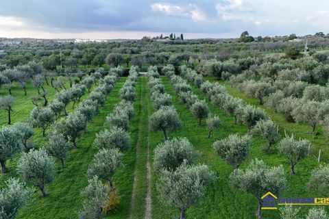 Helårsgrund i Noto, Siracusa, Noto - € 95.000 | Ref: Vendicari - foto 6