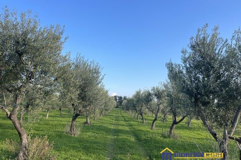 Helårsgrund i Noto, Siracusa, Noto - € 95.000 | Ref: Vendicari - foto 11