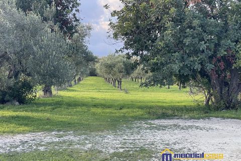 Helårsgrund i Noto, Siracusa, Noto - € 95.000 | Ref: Vendicari - foto 12