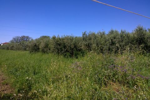 Terra a Eboli, Salerno, Eboli - € 85.000 | Ref: 162 - foto 4