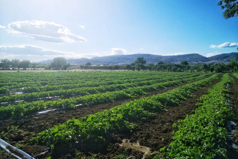 Helårsgrund i Eboli, Salerno, Eboli - € 65.000 | Ref: 401 - foto 1