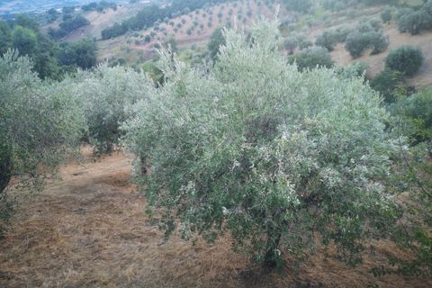 Leilighet i Serre, Salerno, Serre - € 75 000 | Ref: 462 - foto 14