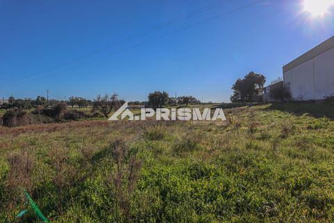 Helårsgrund i Castelo Branco, Castelo Branco, Castelo Branco - € 165.000 | Ref: PP4286 - foto 19