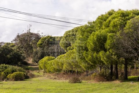 Farm i Lagoa, Faro, Lagoa - € 2.800.000 | Ref: QUI-2766 - foto 12